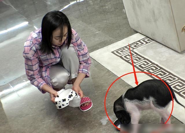 196体育app官网宋茜养了一只猪谁注意到程潇的宠物是啥？一般女孩子都无法接受(图2)